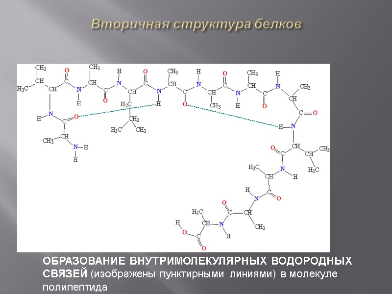 Вторичная структура белков  ОБРАЗОВАНИЕ ВНУТРИМОЛЕКУЛЯРНЫХ ВОДОРОДНЫХ СВЯЗЕЙ (изображены пунктирными линиями) в молекуле полипептида